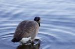 Beautiful Background With The Canada Goose Stepping Into The Water Stock Photo