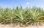 Pineapple Plantation Stock Photo