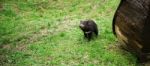 Tasmanian Devil Found During The Day In Tasmania Stock Photo