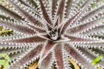 Colorful Blooming Bromeliad Plants Stock Photo