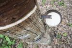 Milky Latex Rubber Tree In Bowl Stock Photo