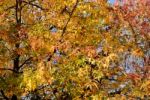 Colorful Autumn Leaves Stock Photo