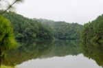 Nature Landscape At Dawn Of Lakes And Pine Forests Stock Photo