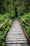 Old Wood Bridge In Hill Evergreen Forest Stock Photo