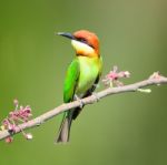 Chestnut-headed Bee-eater Stock Photo