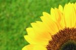 Quarter Part Of Yellow Sunflower Stock Photo