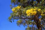 Tabebuia Argentea Britt Tree Of Gold, Paraguayan Silver Trumpet Stock Photo