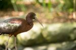 Black Ibis Outside During The Day Time Stock Photo