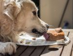 The Birthday Celebration Of My Golden Dog Stock Photo