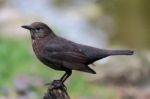 Female Blackbird (turdus Merula) Stock Photo