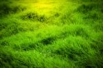 Green Grass Stock Photo