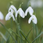 Snowdrops Stock Photo