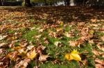 East Grinstead, West Sussex/uk - October 26 : London Plane Tree Stock Photo