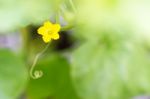 Flower Of Organic Agriculture Stock Photo