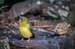 Black-headed Weaver (ploceus Cucullatus) Stock Photo