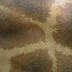 Giraffe Skin Stock Photo