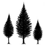 Freehand Sketch  Illustration Of Set Of Grunge Pine Tree Stock Photo