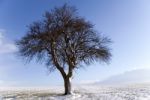 Winter Tree Stock Photo