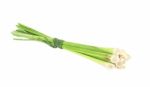 Lemongrass Stock Photo