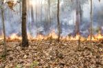 Destroyed By Burning Forest Stock Photo