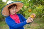 Gardener Girl In Orange Garden, North Of  Thailand Stock Photo