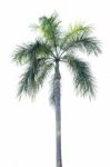 Palm Tree Isolated On White Background Stock Photo