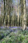 Bluebells In Wepham Wood Stock Photo