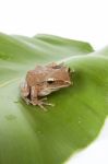 Tree Frog On Leaf Stock Photo