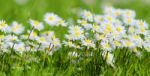 Daisies Stock Photo