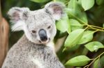 Koala By Itself In A Tree Stock Photo