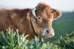 Brown Cow Stock Photo