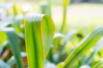 Ornamental Leaves In Garden Stock Photo