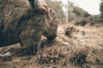 Adorable Large Wombat During The Day Looking For Grass To Eat Stock Photo