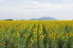 Sunflowers In Thailand Stock Photo