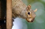 Isolated Photo Of A Funny Squirrel Looking Stock Photo