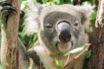 Koala Looking At The Camera Stock Photo