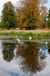 Family Of Swans On The Move Stock Photo