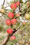 Fruit Outdoor Stock Photo