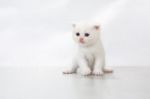 Kitten Sit On The Floor - Stock Photo Stock Photo