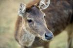 Deer Outside During The Day Stock Photo