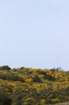 Landscape With Ulex Densus Shrubs Stock Photo