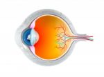 Eye Anatomy Stock Photo