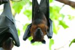 Lyie's Flyingfox Stock Photo