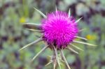 Israeli Thistle Stock Photo