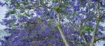 Colourful Blooming Jacaranda Tree Stock Photo