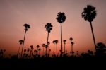 Sunset With Coconut Tree Stock Photo