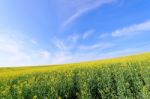 Rapeseed Field Stock Photo