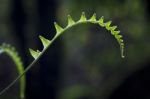 young Fern Stock Photo