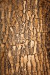 Brown Wood Bark Stock Photo