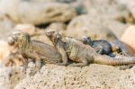 Marine Iguana On Galapagos Islands Stock Photo